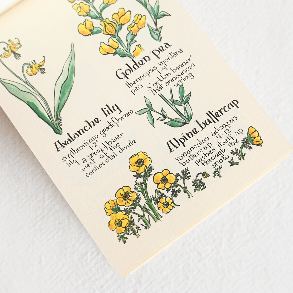 Kinnikinnick The Mountain Flower Book