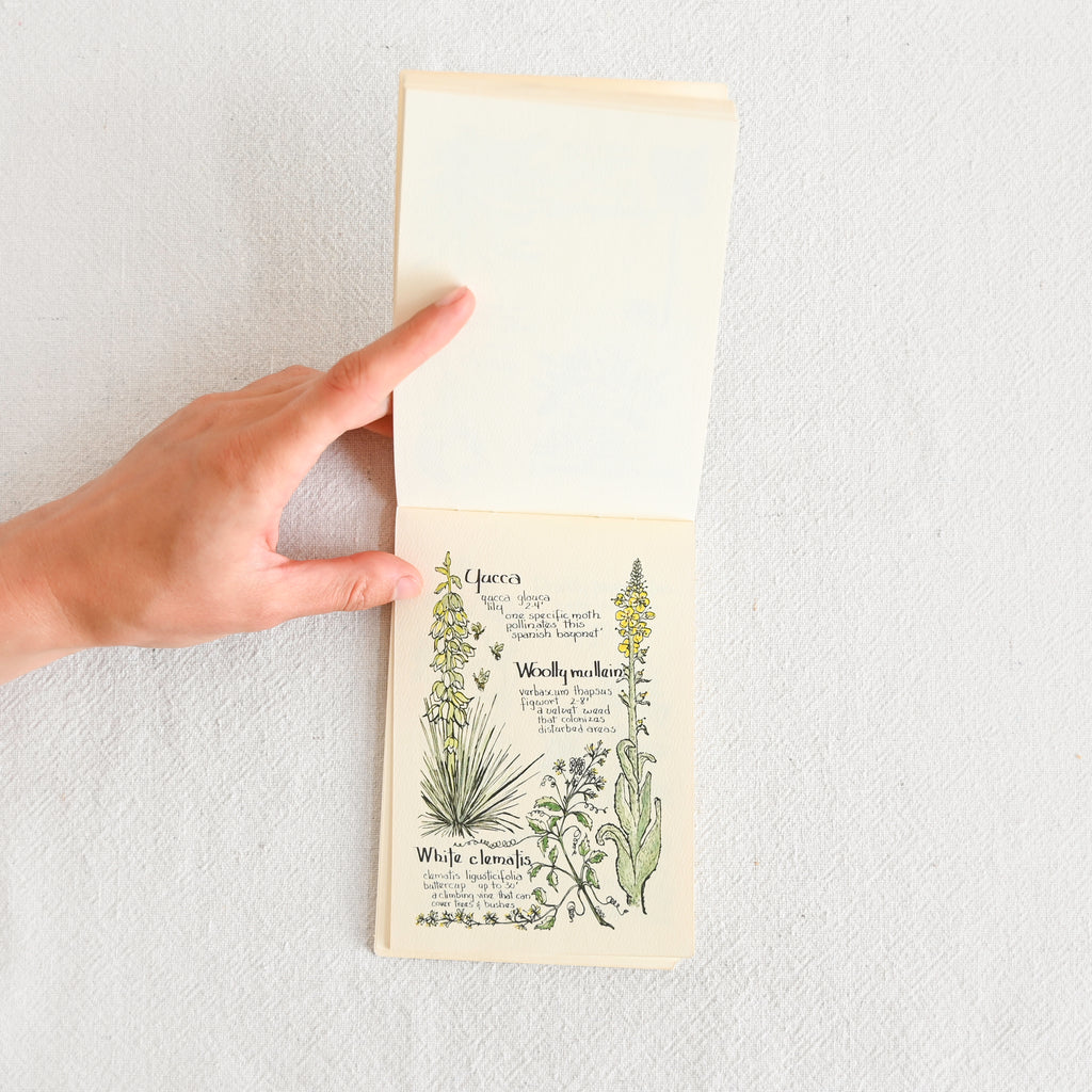 Kinnikinnick The Mountain Flower Book