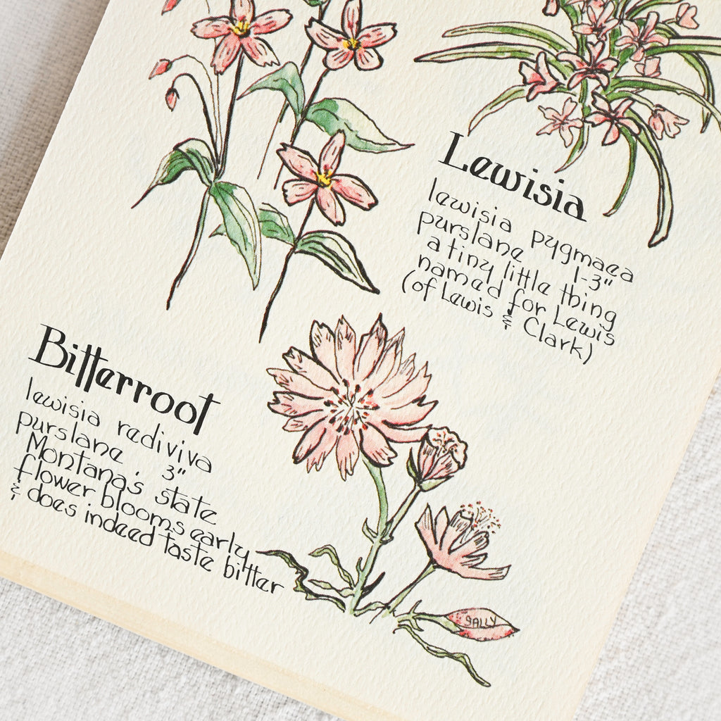 Kinnikinnick The Mountain Flower Book